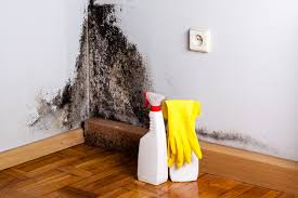 Environmental Consulting for Mold Prevention in Western Lake, TX